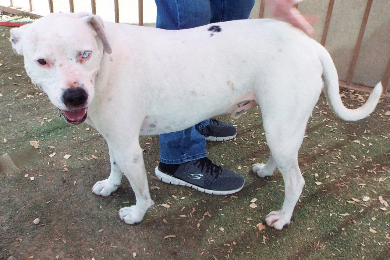 Adopt a friend: Blue